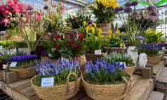 News image: Succesvolle CNB Bol-op-potdagen tijdens Flowerbulb Business Days